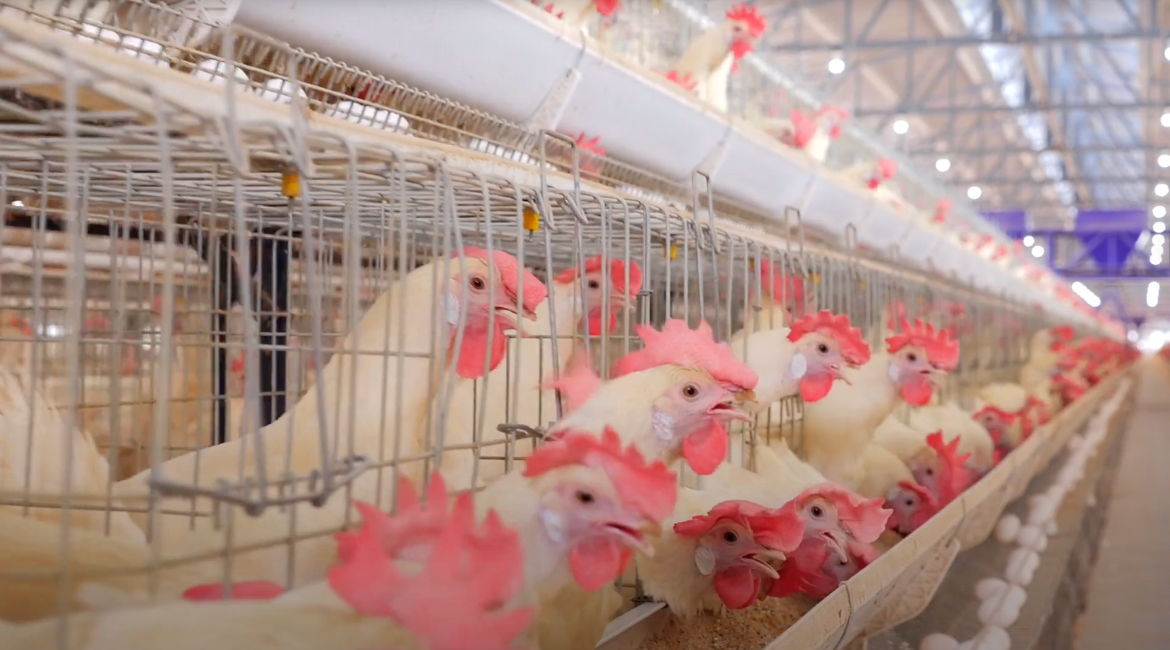 Rasi Foods, Rasi eggs export